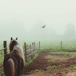 Animals grazing on field
