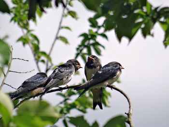 Low angle view of birds perching on tree