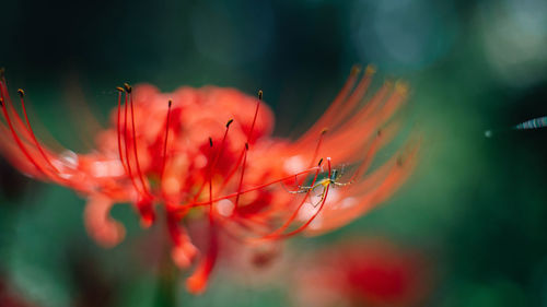 Close-up of red flowering plant