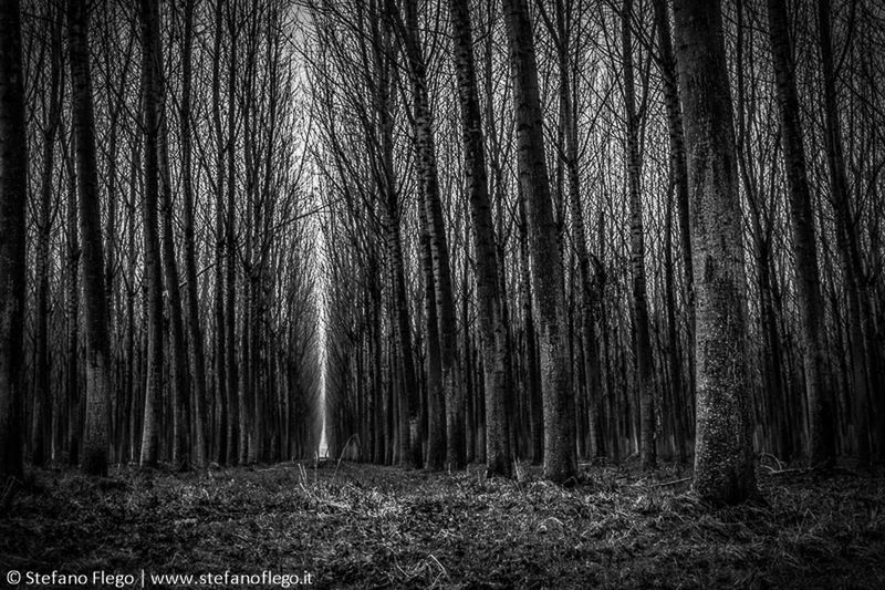 SCENIC VIEW OF TREES IN FOREST