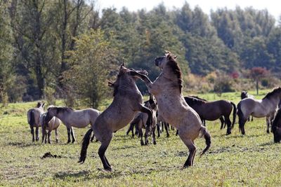 Horses fighting on field at lakeshore