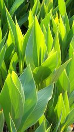 Full frame shot of leaves