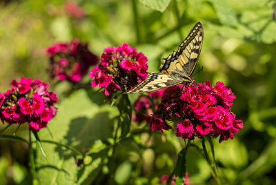 Butterfly on pink flower