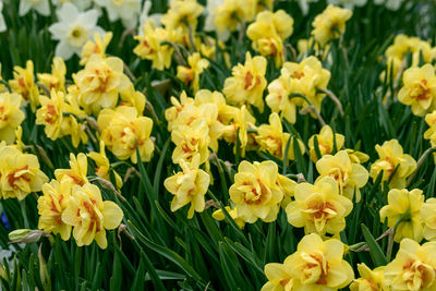 Double yellow and orange narcissus daffodil flowers growing in the spring garden