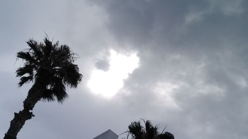 Low angle view of palm trees against sky