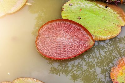 High angle view of fruits in plate on table