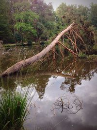 Reflection of trees in water