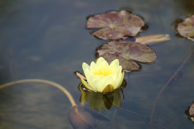 Close-up of lotus water lily in lake