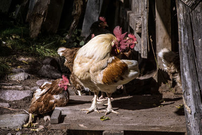 View of birds on land