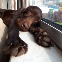 View of a dog sleeping