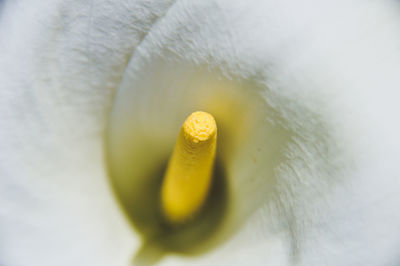 Close-up of white flower head