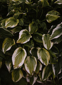 High angle view of leaves