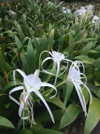 Close-up of white flowers