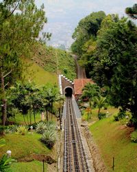 Railroad tracks amidst trees