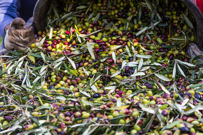 Green olive harvest in puglia, south italy