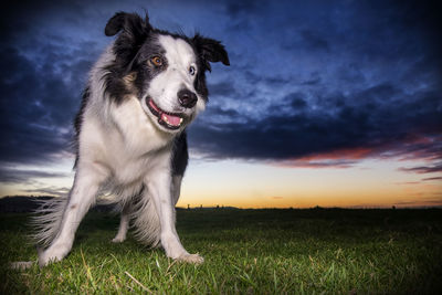 Portrait of dog on field against sky during sunset