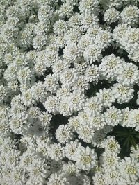 Full frame shot of white flowers