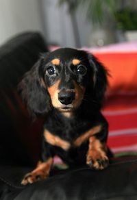 Close-up portrait of dog