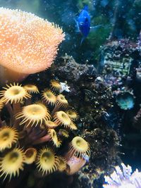 High angle view of fish swimming in sea