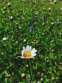 Close-up of white daisy flowers blooming in field