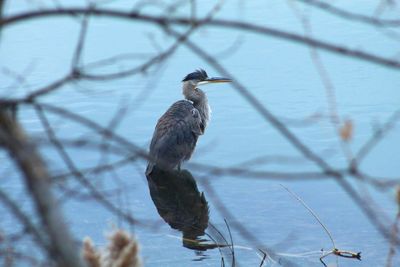 Close-up of bird perching on branch