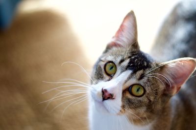 Close-up portrait of cat