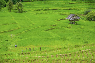 Scenic view of agricultural field