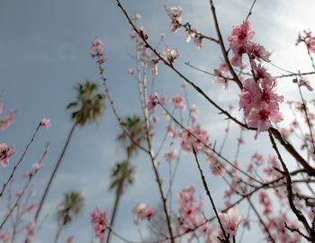 Low angle view of cherry blossoms against sky