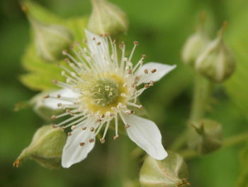 Close-up of white flower growing outdoors