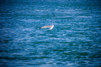 Bird flying over sea