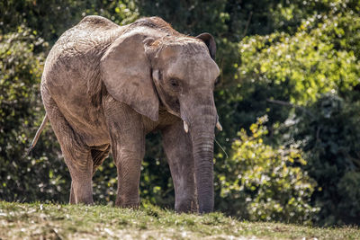 Elephant in a forest