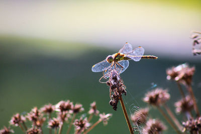 Close-up of dragonfly resting on plant