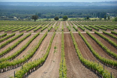 High angle view of vineyard