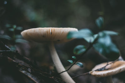 Close-up of mushroom growing outdoors