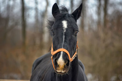 Close-up of a horse