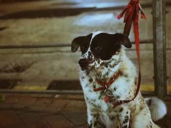 Close-up of dog sitting outdoors