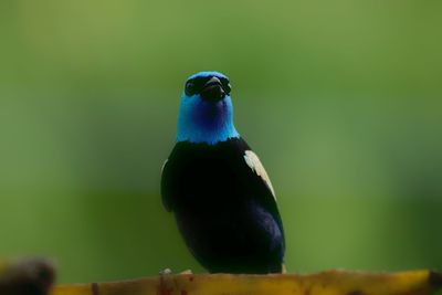 Close-up of bird perching