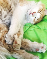 Close-up of cat sleeping