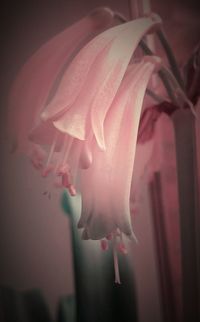 Close-up of starfish