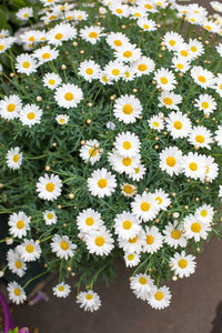 Close-up of yellow flowers blooming outdoors