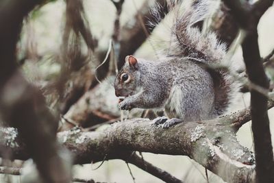 Close-up of squirrel on tree