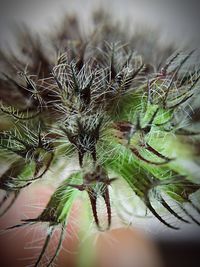 Close-up of spider