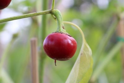Close-up of cherries on tree