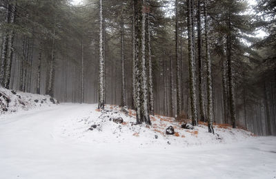 Pine trees in forest during winter