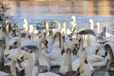 Swans at the swan sanctuary on the bank of the river severn in worcester, uk