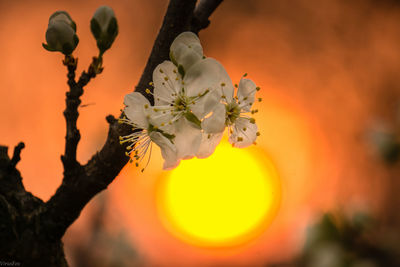 Close-up of fresh white flowering plant against orange sky