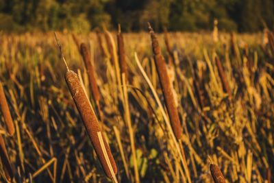 Close-up of plant growing on field