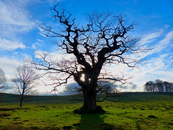 Bare tree on field against sky