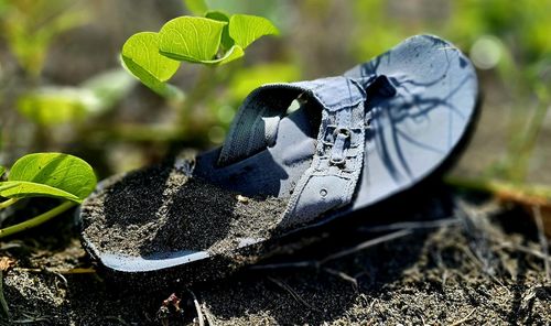 Close-up of plant