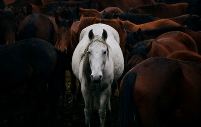 Horses standing on field